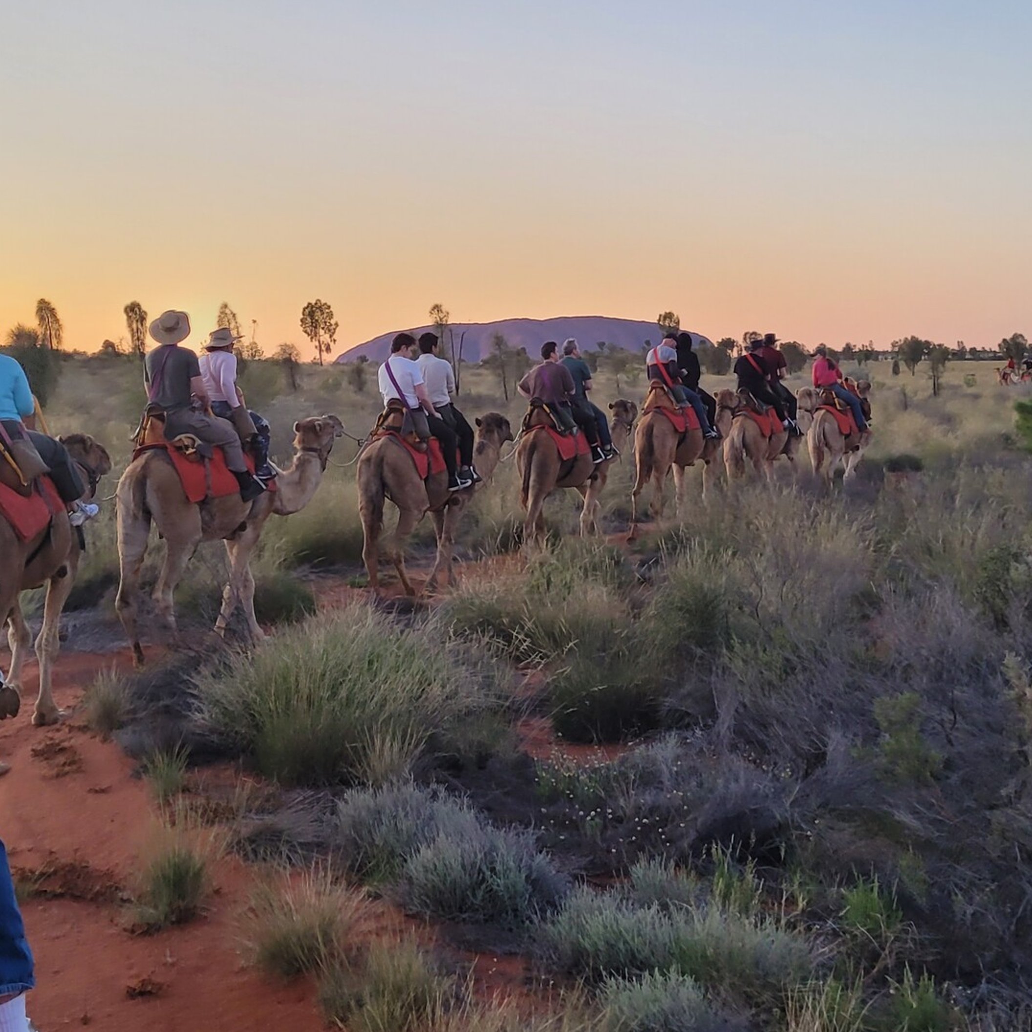 Incentive group on camels by Uluru at sunrise