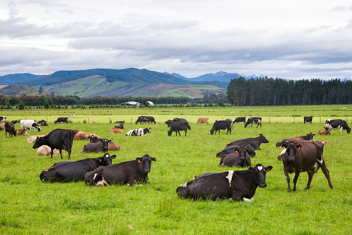 Botavec Max Mineral Standard with Cowmin5™ plus Bovatec® | Nutrinza