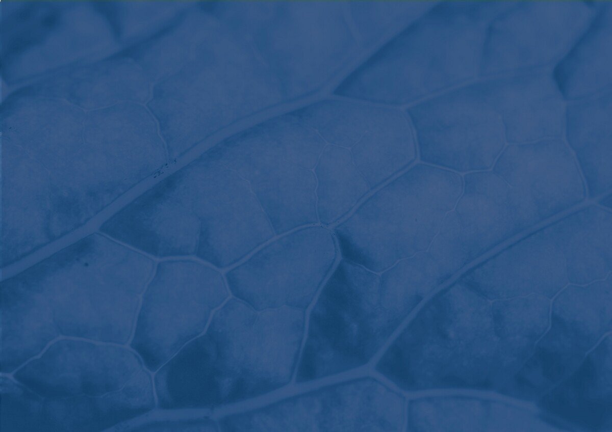 Sprout photo