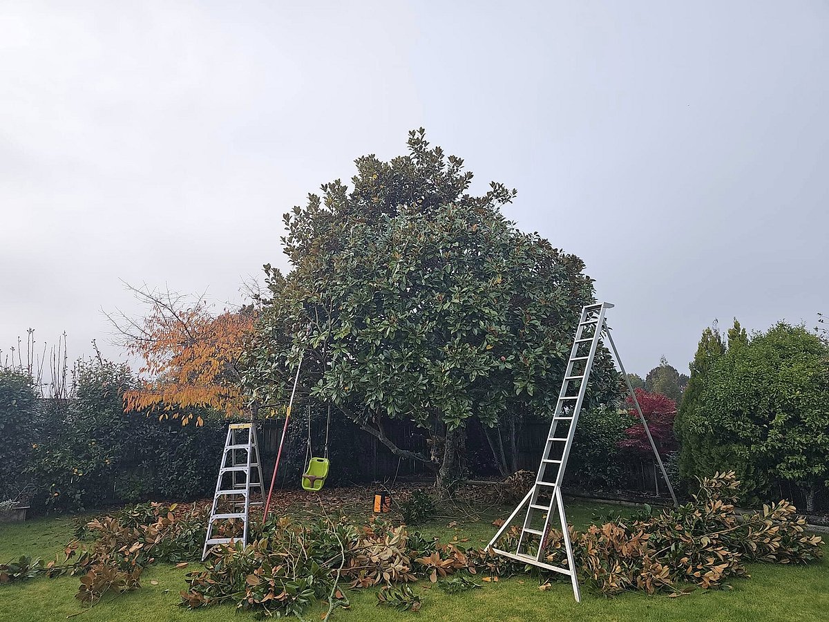 Land clearance Hamilton | Triggers & Trees