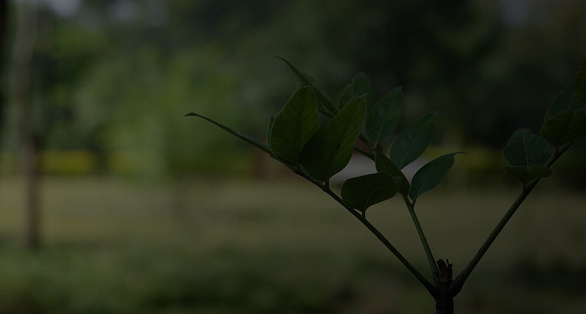 Formative pruning Hamilton | Triggers & Trees