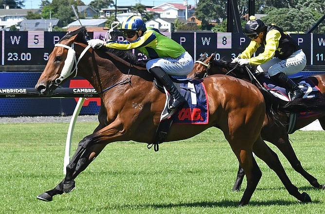 Ammirati (Matt Cartwright) confirms his New Zealand Derby credentials with a dominant win in the Gingernuts Salver at Ellerslie. - Photo: Kenton Wright (Race Images)