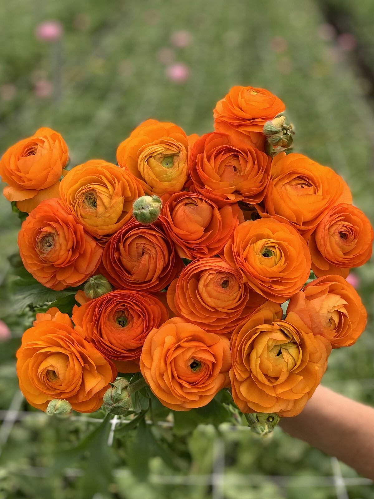 Ranunculus Corms | Brite Blooms