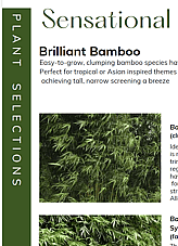 Bamboo plants and written text on using bamboo as garden privacy screens
