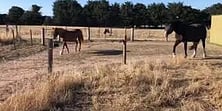 Video Battlatch with retractable gate kit for horses.