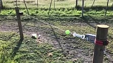 Video - BattLatch for horses DEMO Mode