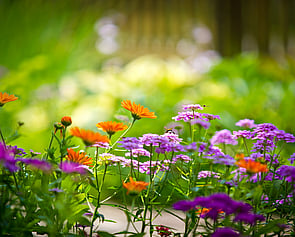 All from natures garden..