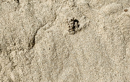 Freshwater Fine