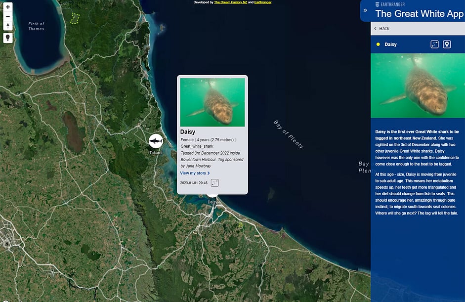 Screenshot The Great White App. An interactive map zoomed in on the Bay of Plenty and Coromandel region is shown and a shark icon has been selected, with a pop-up box stating the name of the shark (Daisy). Other shark icons can be seen on the map. On the right hand side, a photo, description and shark facts are seen.