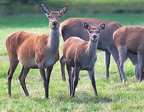 What causes Yersiniosis?