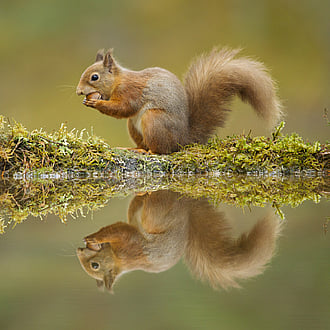 Red squirrel sat eating on a mossy bank showing a clear reflection in water