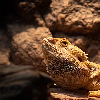 Bearded dragon lizard basking under a light in a natural tank setup 