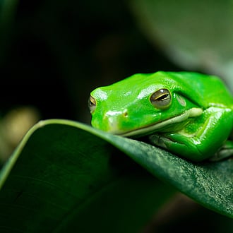 A green tree frog asleep on a leaf