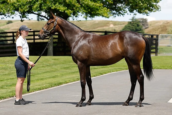 Lot 375 &ndash; Alabama Express x Daniela&rsquo;s Magic Filly.  - Photo: New Zealand Bloodstock