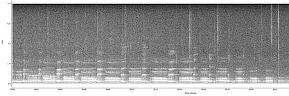 Koala call ID