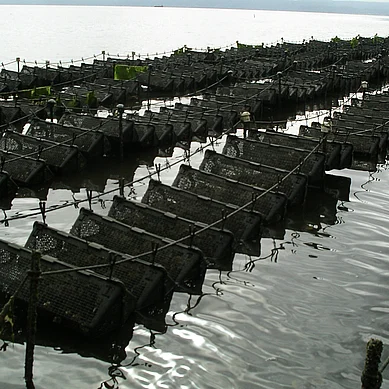 The Aquapurse System