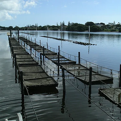 The Aquatray System