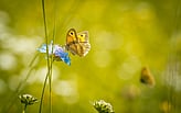 Biodiversity Benchmark