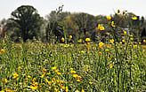 Habitat Management and Creation