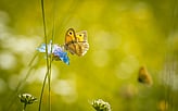 Biodiversity Benchmark