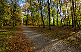 Woodland scene with trees and dabbled sunlight
