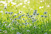 Biodiversity Advice and Support