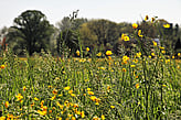 Ecological Assessment and Mitigation