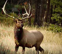 Elk