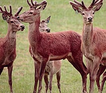 Red deer