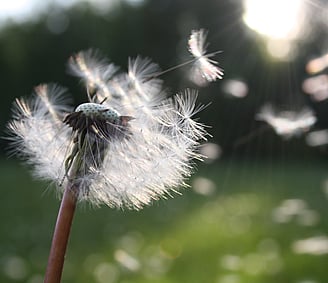 Allergy Testing Melbourne​