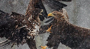 Dispute Resolution