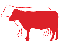 Beef Breeding