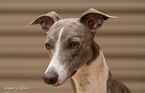 Beautiful blue and white whippet headshot, facing to the left with ears in perfect rose formation and attentive.