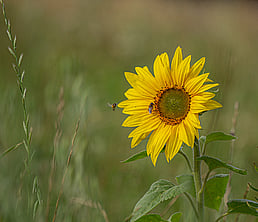 Redwoods Farm pasture showing the species diversity with a sunflower in close up with other grasses around it