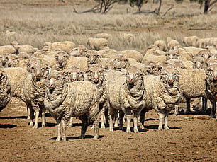 Flock Performance