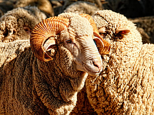Sale Rams