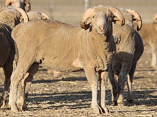 Genetics & Breeding