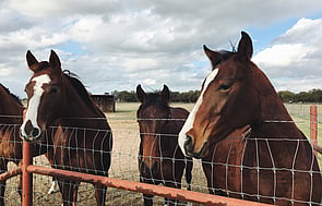 Horses - Contact us and we will help you get the most from your Horses