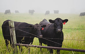 Healthy cows, fat cows, beef health australia, cow health, herd health