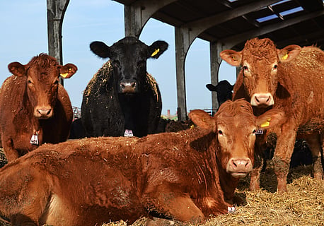 Livestock