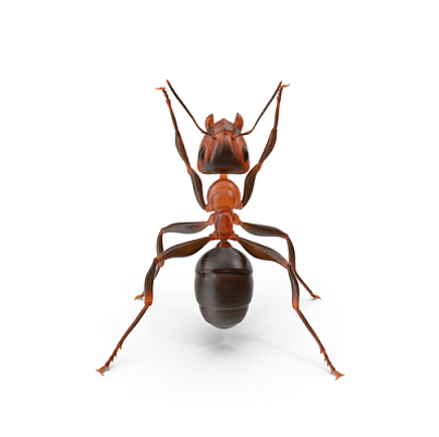 Ant control Cairns