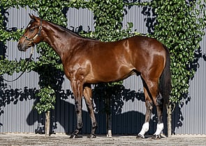 Lot 10 - Home Affairs x Tell Your Mama (USA)Colt-Click here-