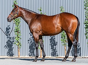 Lot 101 - Fastnet Rock - Different To Filly-Click here