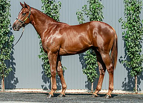Lot 577 - Capitalist - Derelique Colt-Click here