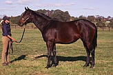 Lot 372 - Icebomb-Click here
