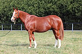 Lot 287 -  Msongari-Click here