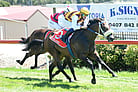 Lot 684 - MELISMAWritten Tycoonex Soul MamaRacehorse Filly/Mare-Click here