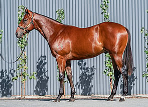 Lot 427 - Snitzel - Ultimate Fever Colt-Click here