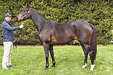 Lot 146 - Fleeting Feeling-Click here