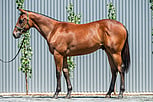Lot 627 - Showtime - My Prerogative colt-Click here